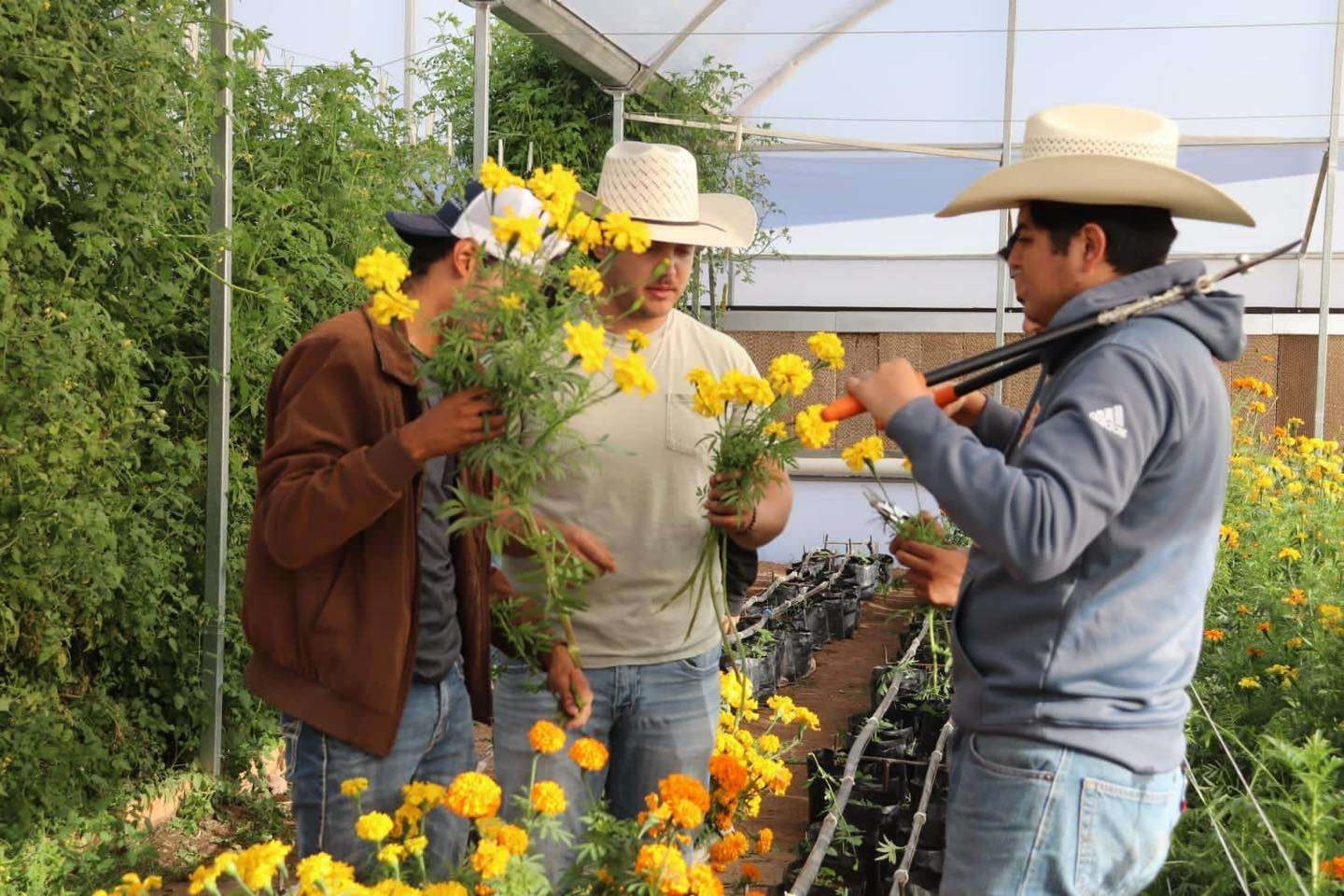 AGRICULTURA SUSTENTABLE Y PROTEGIDA